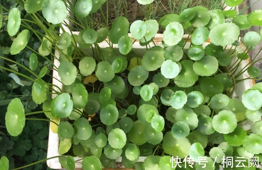 这4种植物虽适合园艺新人练手,但想养好,却需掌握住浇水的诀窍
