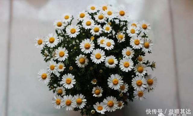 花草盆栽：6种冬天开花的植物，随便养上一盆，美翻整个寒冬！