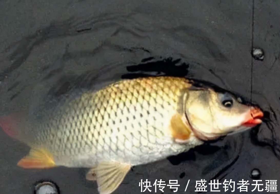 境界|高手教你黑坑钓鱼的诱鱼技巧,最有效的三大诱鱼妙招——盛世三渔