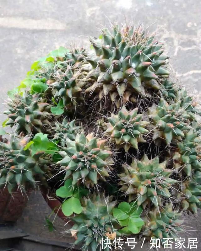 爆盆|养花技巧：折腾不死的25种花，咋养都爆盆，懒人最适合