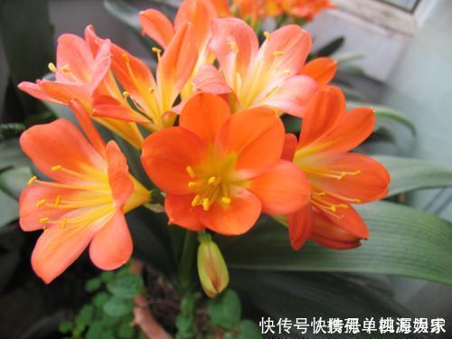 叶片|君子兰,不长叶子,不开花用上1个狠招,俩月花箭窜出来