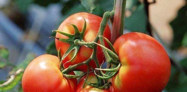 鸡蛋|西红柿的最佳搭配不是鸡蛋和此物一起搭配,百病远离你