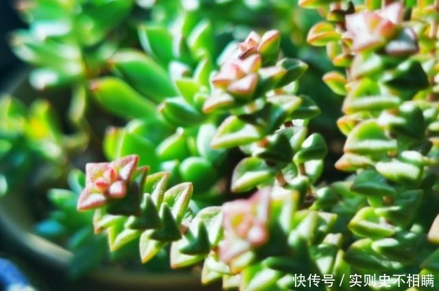 爱之蔓|你红尖尖,我红边边