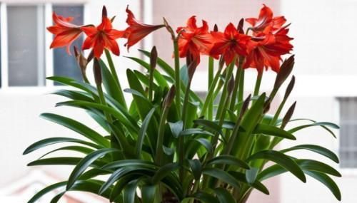 适合小盆养殖的3种花卉,漂亮易打理,颜值不逊色于大型盆景