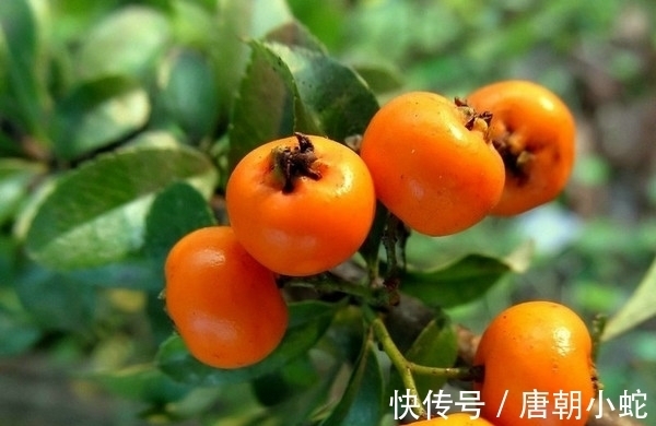 辛丑！七律｜人间至美是清秋