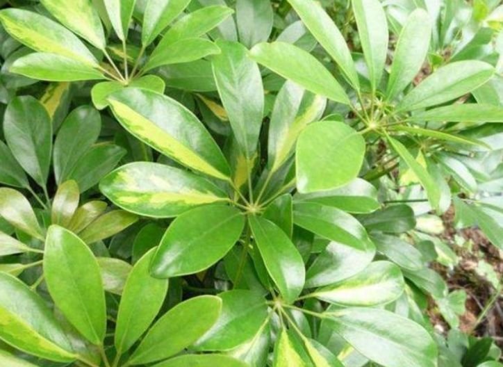 养花试试这几款，花开繁盛花香怡人，四季开花，生长能力特别强