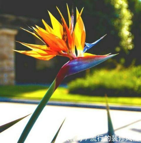 养这“10种花”，经常喷喷水，越长越旺“越精神”