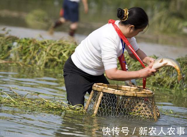 壮观|浙江一群男子火了，在海边开启抓鱼模式，那场面才叫一个壮观