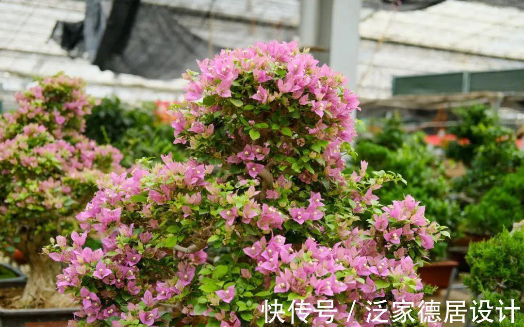 绣球|6种花“苏醒”了,多浇水、要施肥,下个月就开花