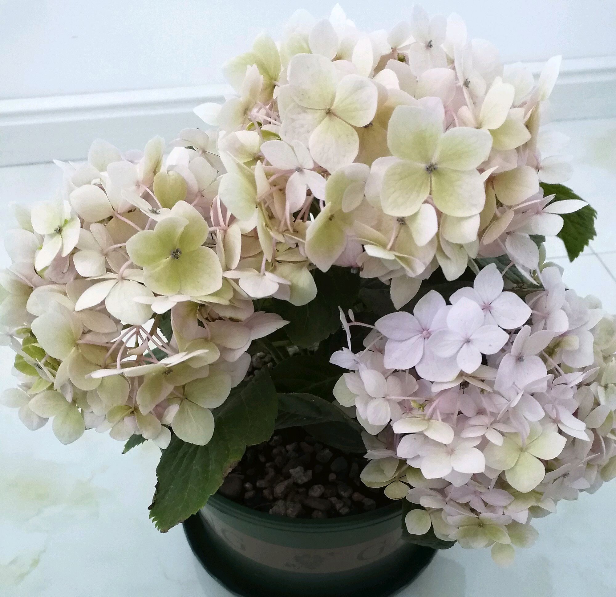 无尽夏|绣球花只会长叶不开花居然和修剪位置有关，剪对位置开花爆盆