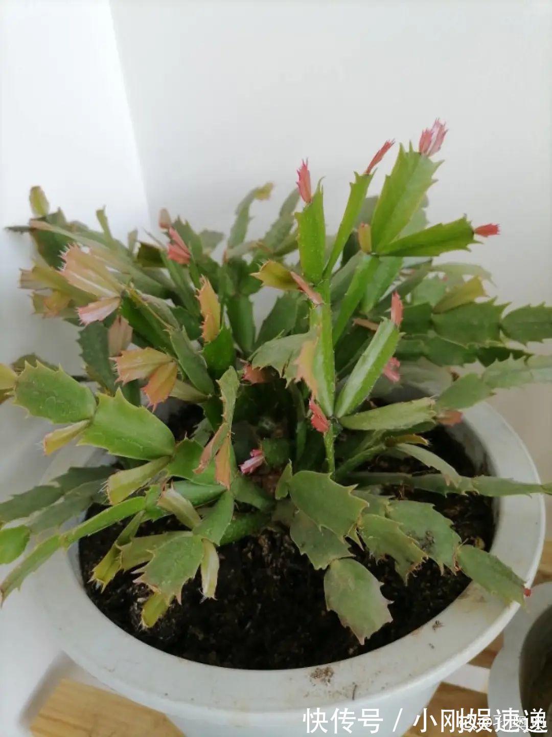 叶片|10种花特怕晒,越晒越黄叶,搬阴凉地儿才能活!