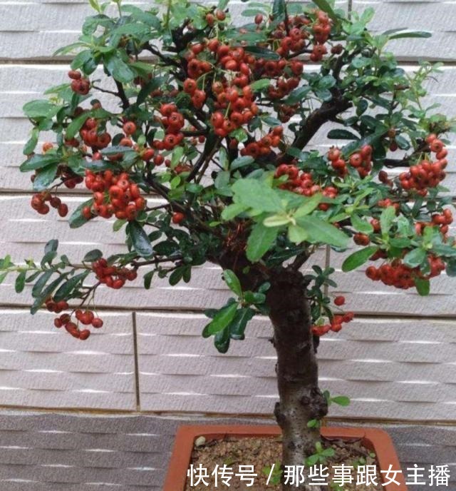 野外5种树木,常有奇异造型,适合做成美观的盆景!