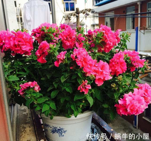 烂根|夏天养花，就怕乱浇水，越浇死得越快，酷夏浇花技巧，要记牢