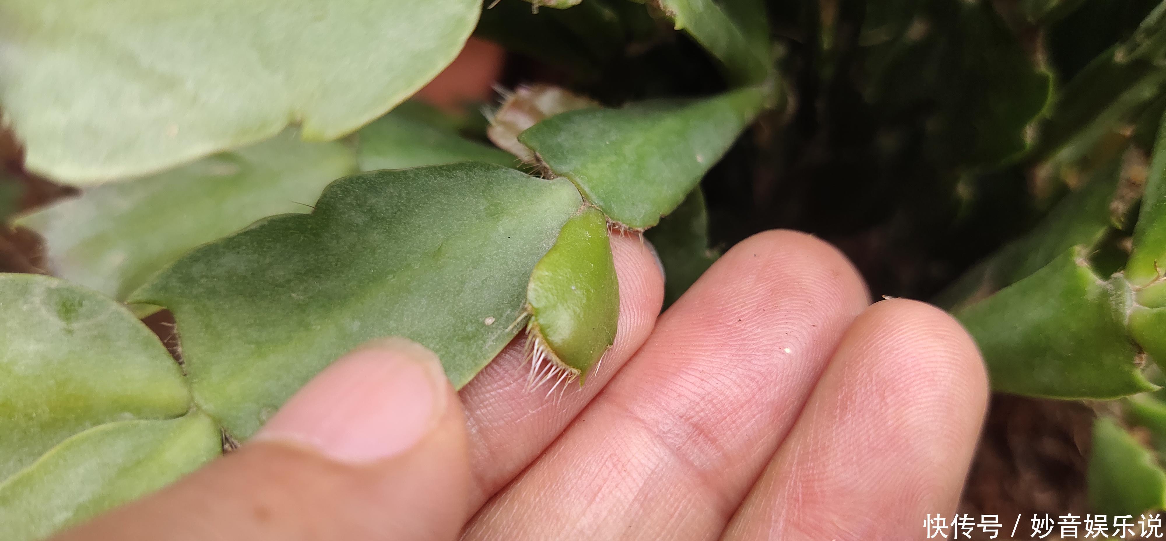 新叶|别让蟹爪兰开花了!想让叶子肥嘟嘟,长势好,现在就要这样养