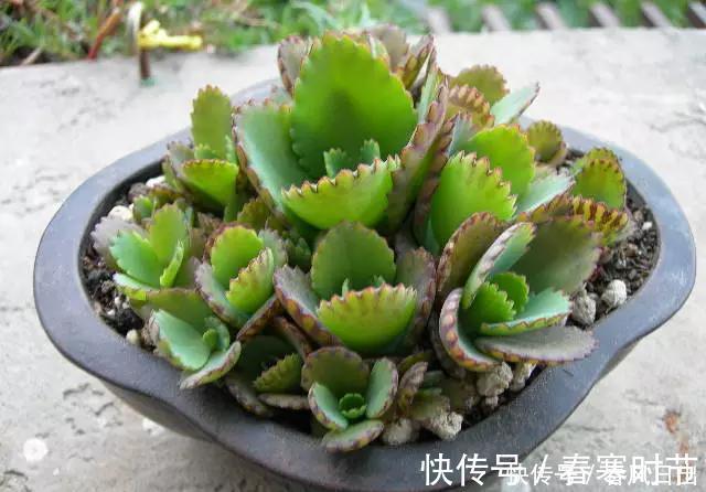 发芽|家里养4种花,叶子掉盆里,15天生根发芽,1盆能变20盆,好养活