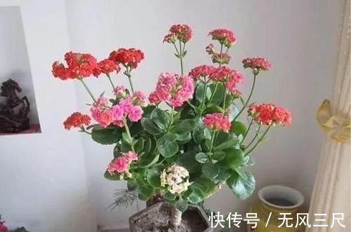 砧木|长寿花教你一招,老桩来的快,开的花也多,现在养护正当时