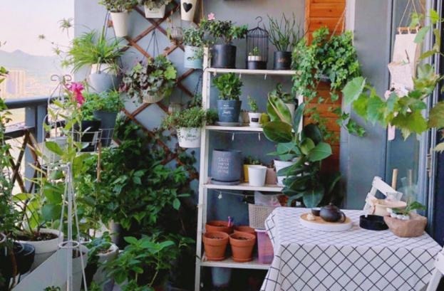 花农养花为啥成本这么低学会用小苏打,几十盆都花不了2块钱