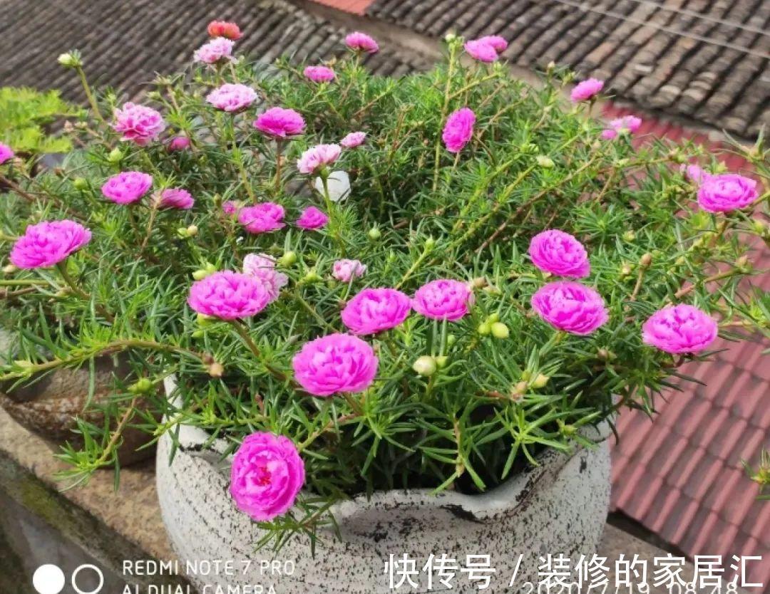 枝条|6种花别养老桩,越老越不开花,赶紧扦插备份