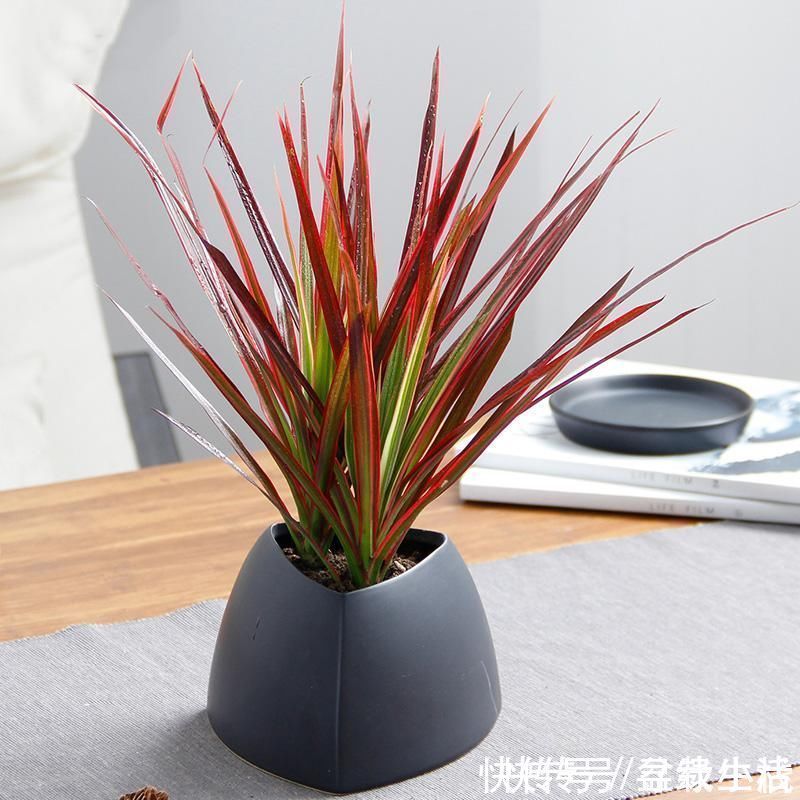 花友|养耐旱花,选4种准没错,浇水勤快反而不好