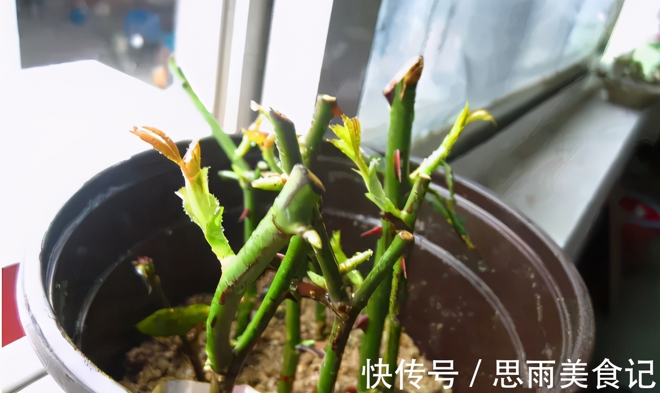 次数|阿司匹林养花诀窍:磨碎、兑水,控制住浓度和使用次数