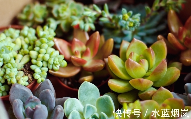 多肉植物|把多肉养成了菜色，怎样才能恢复成鲜艳的果冻色