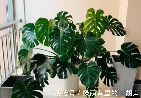 有机肥|利用这些生活垃圾自制“大杂烩”有机肥,养花不烧根