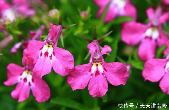 5种花被称为开花王,开花勤还爱爆盆,美极了
