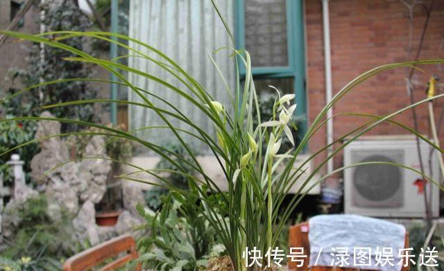 植料|秋天养兰花,浇水“难度大”,掌握小技巧,秒变兰花达人