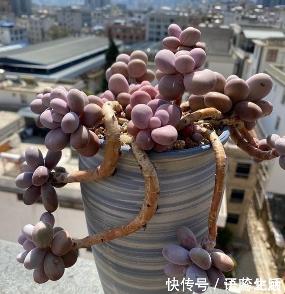 环境温度|桃蛋不但能养出老桩状态，还能把叶片控出又肥又圆的状态！