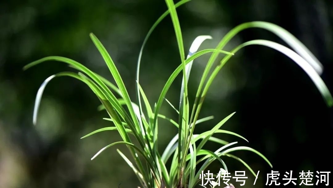 兰株|兰花什么时候分苗最佳？兰友：一年四季都可以，最佳时机只有两季