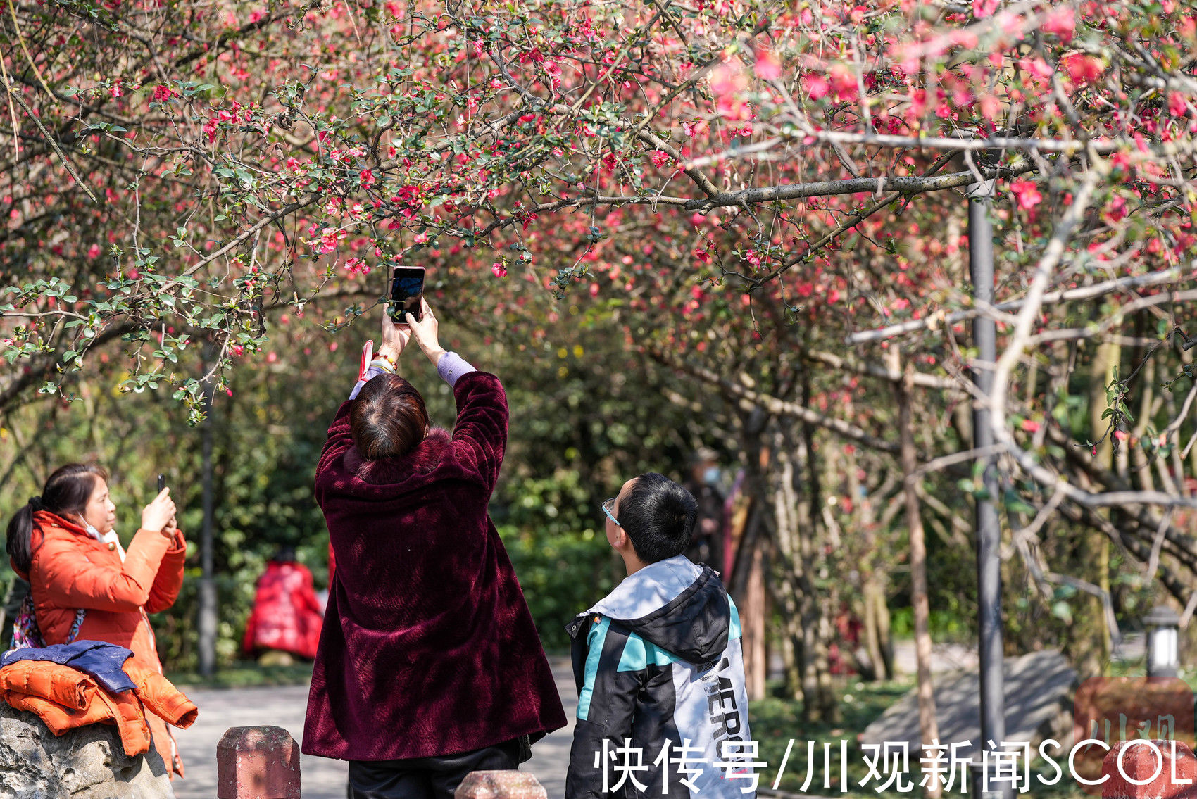 红色花海即将来袭 海棠成片争相绽放|C视频 | 花海