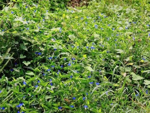 稻田里的“竹子”，曾是民間極品野菜，請不要錯過了，燉肉很美味