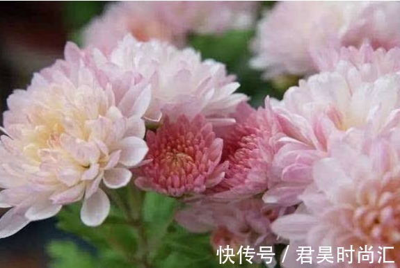 悬崖菊|这几款菊花，养在家中幽香四溢，美轮美奂，花型圆滚惹人爱，超美