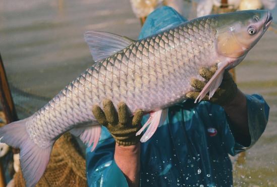 常被误认成草鱼，鱼肉久煮不烂，价格是草鱼3倍，很多人不懂吃