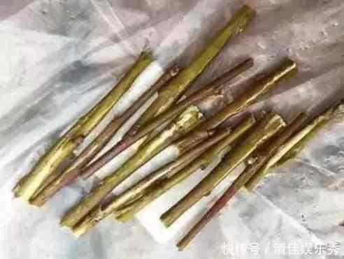 这东西泡水就是“天然生根剂”,埋在盆里也管用,根系越养越粗壮