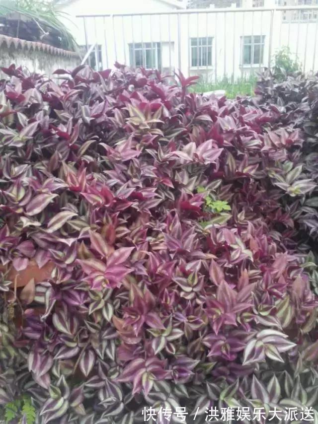 吊竹梅|3种吊兰别这么养,不然疯长爆芽,控制不住!