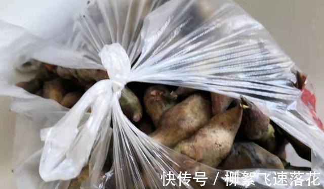 微山湖的大菱角大丰收了,大家来看看怎么吃口感才最好!