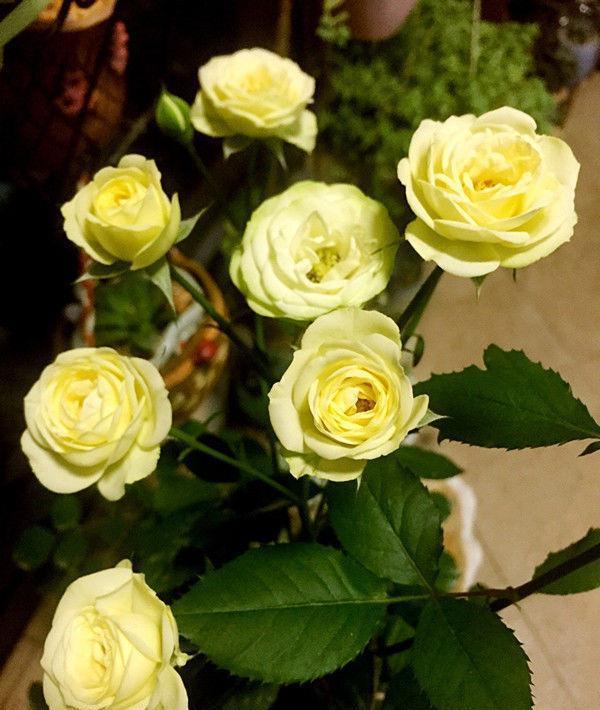 聪明人都养4种花,财源滚滚来,招财又开运,你养了吗?