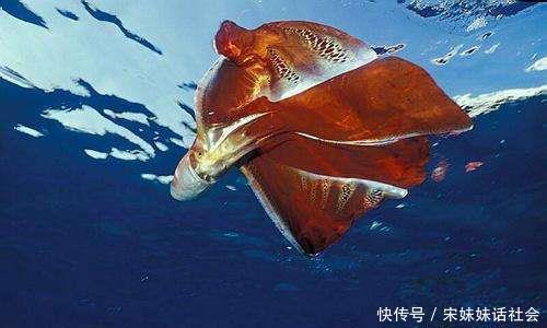 海上漂浮的 红斗篷 不是卷福的神奇斗篷 而是它 水孔蛸 快资讯 海上漂浮的 红斗篷 不是卷福的神奇斗篷 而是它 水孔蛸 快资讯