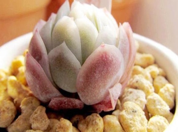 新手养花，入手这“3种”多肉，好看又易活，一年四季爆盆不断