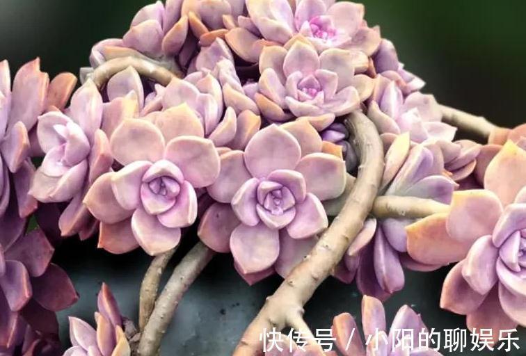 爆盆|分享6种超级好养的多肉,轻松养爆盆又漂亮,养再多都不嫌够