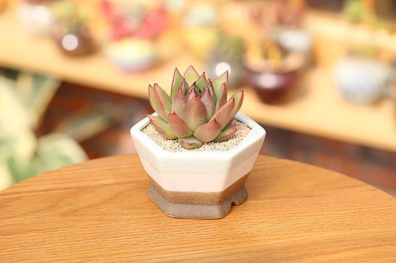 多肉叶片发软,多是这4个原因在搞鬼,这么改善让叶子坚挺有光泽