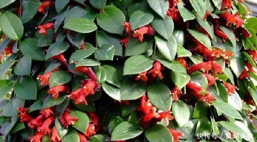 心脑血管|失眠,成宿睡不着觉,不妨吃此物,一觉睡到大天亮