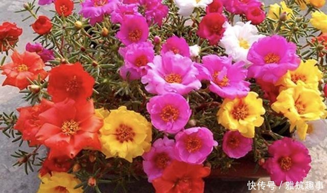 放在阳台上|总是养不好绿萝?不妨养3种“懒人花”,放阳台上晒,开满花!