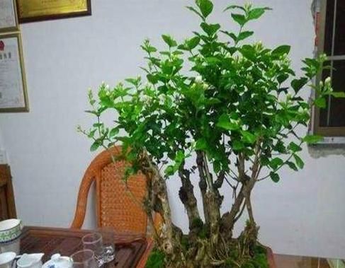 茉莉花秋天怎么养教你一招,开花比夏天还多