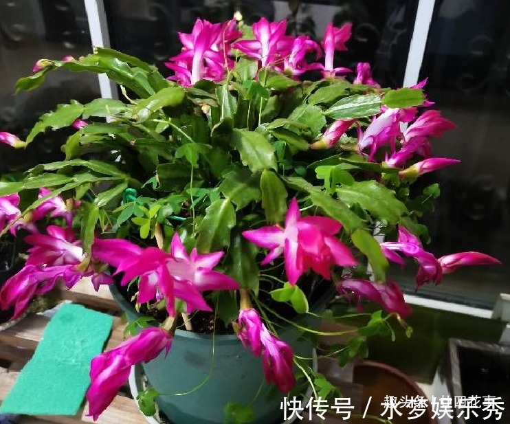 5种花夏天要休眠,养好精神补足体力,天凉开枝散叶,积极开花