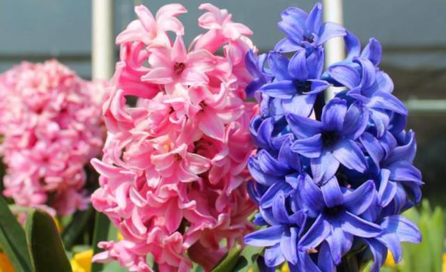 冬季有4种花是“一次性”植物,开完扔掉就行,再养浪费时间!