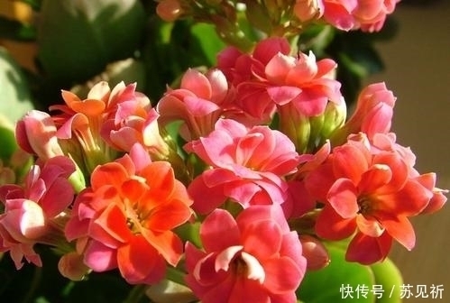 长寿花爱“吃酸”，添点“酸料”、倒点“酸水”，花朵艳丽又多姿