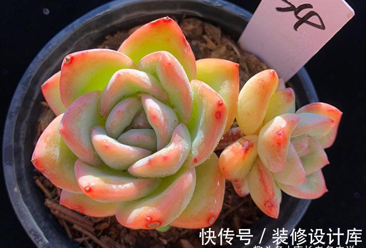 轰动、泡芙和阿玛贝利,买3次的肉友不少吧?其实它是同一种多肉