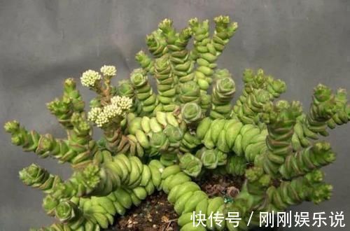 乙女|5种长相稀奇的多肉,养小花盆里照旧开花,可养很多年